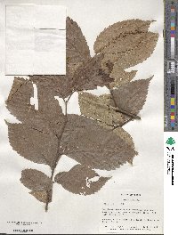 Ulmus rubra image