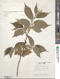 Ulmus rubra image