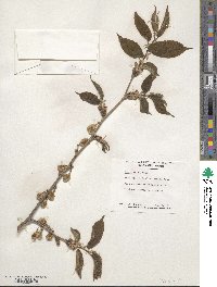 Ulmus rubra image