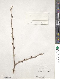 Ulmus rubra image