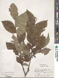 Ulmus rubra image