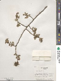 Ulmus rubra image