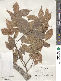 Ulmus rubra image