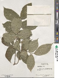 Ulmus rubra image