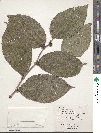 Ulmus rubra image