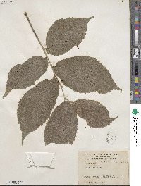 Ulmus rubra image