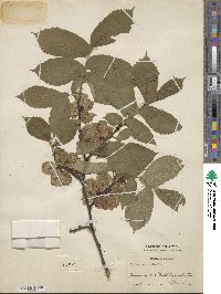 Ulmus scabra image