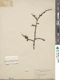 Ulmus scabra image