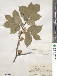 Ulmus scabra image