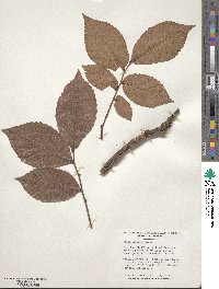 Ulmus serotina image