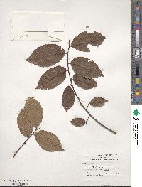 Ulmus serotina image