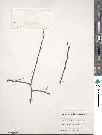 Ulmus serotina image