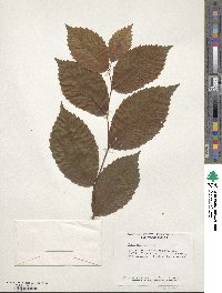 Ulmus serotina image