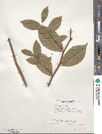 Ulmus serotina image