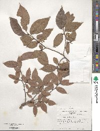 Ulmus serotina image