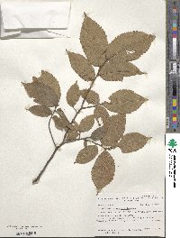 Ulmus serotina image