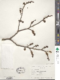 Ulmus serotina image