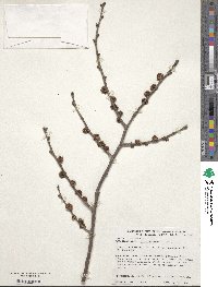 Ulmus glabra image