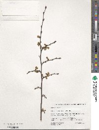 Ulmus szechuanica image