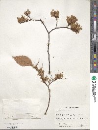 Ulmus serotina image