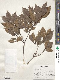 Ulmus serotina image