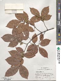 Ulmus serotina image