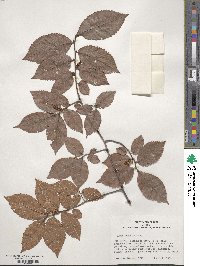 Ulmus serotina image