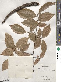 Ulmus serotina image