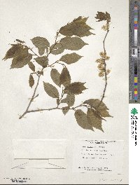 Ulmus davidiana var. japonica image