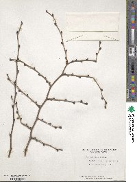 Ulmus davidiana image