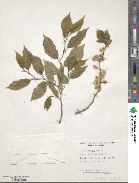 Ulmus davidiana var. japonica image