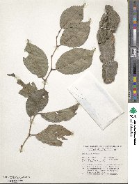 Ulmus davidiana var. japonica image