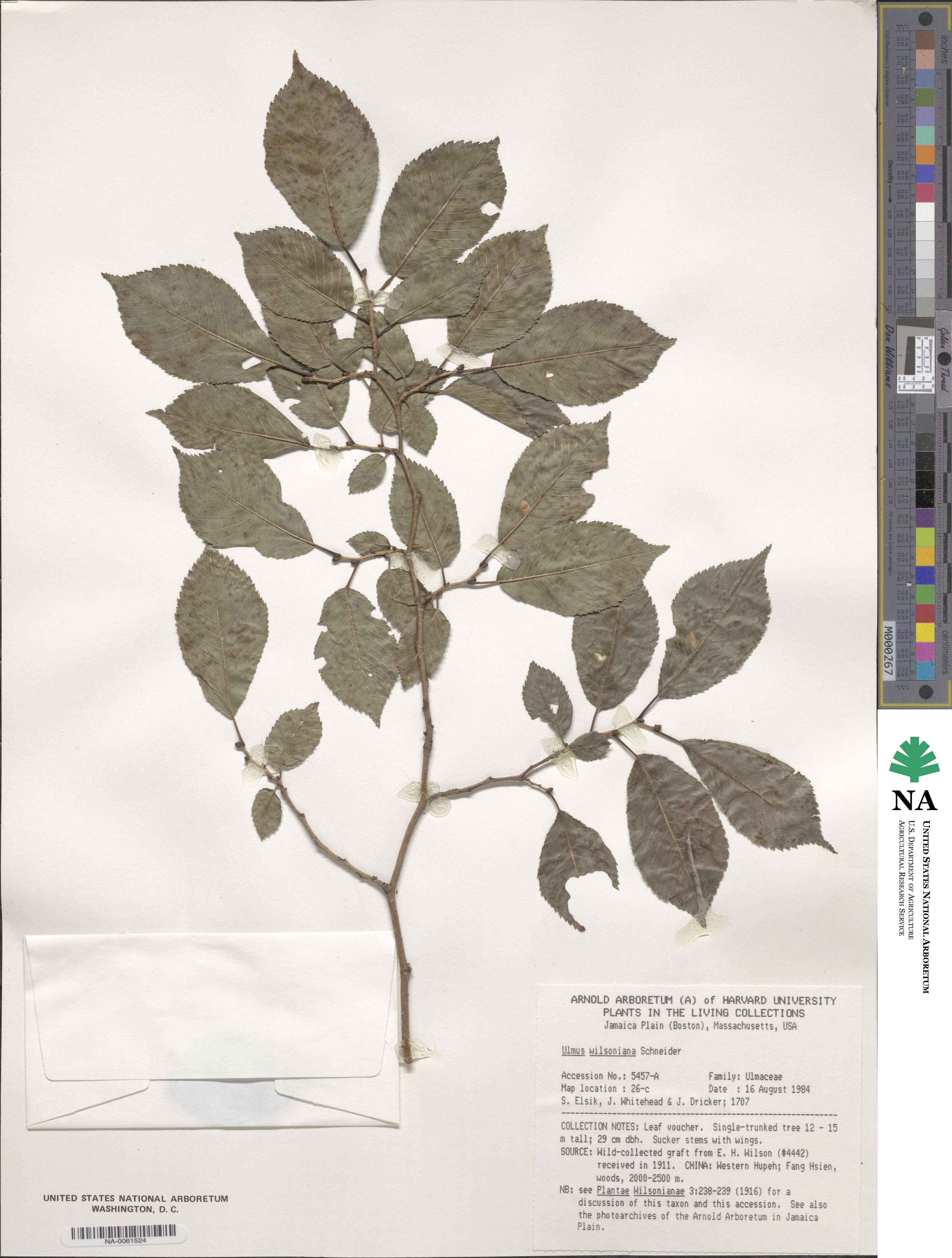 Ulmus davidiana var. japonica image