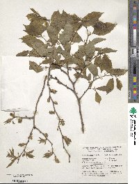 Ulmus davidiana image