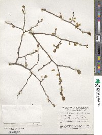 Ulmus davidiana var. japonica image