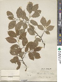 Ulmus davidiana var. japonica image