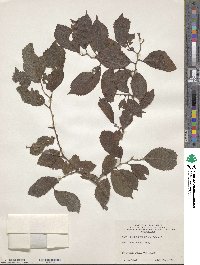 Ulmus davidiana var. japonica image