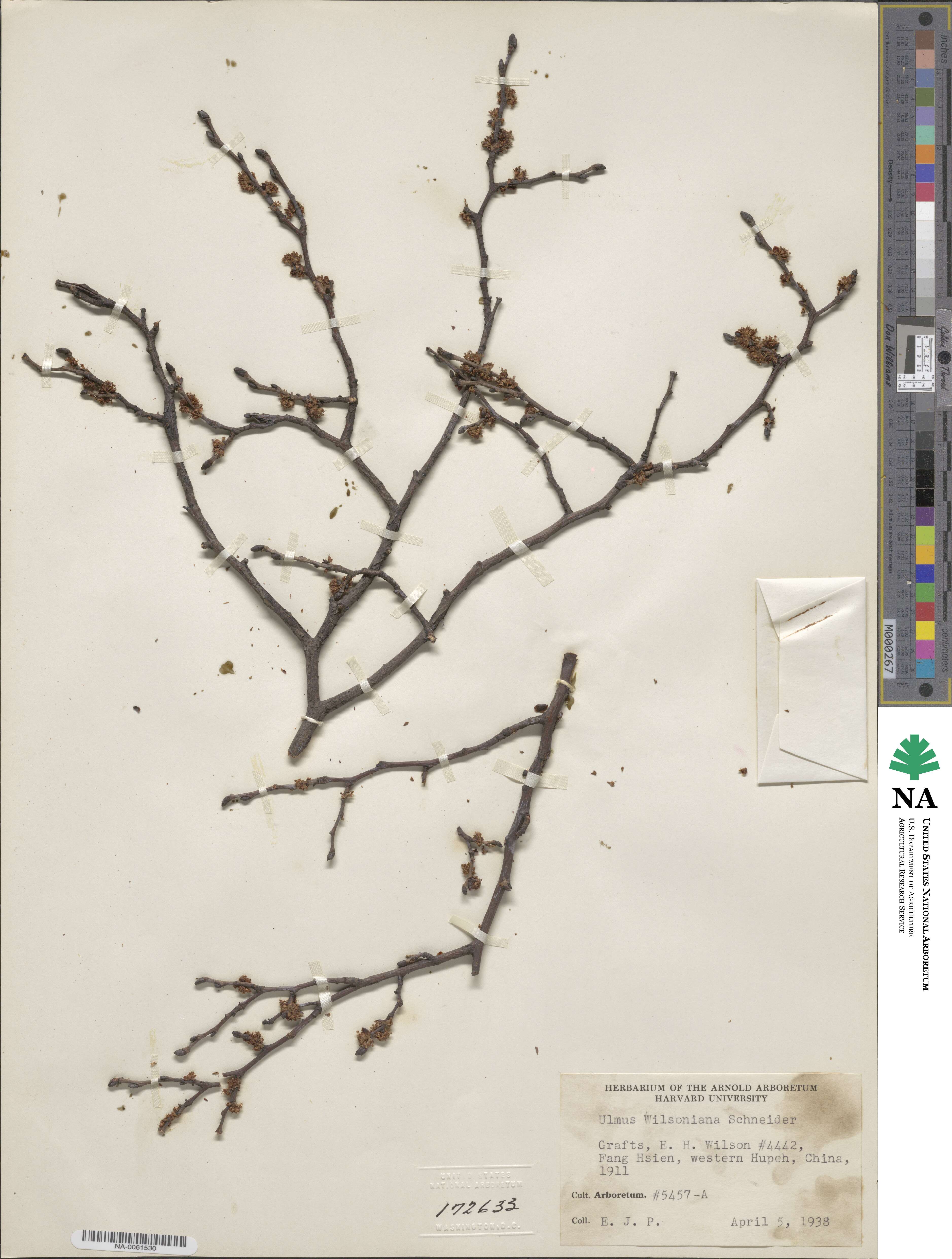 Ulmus davidiana var. japonica image