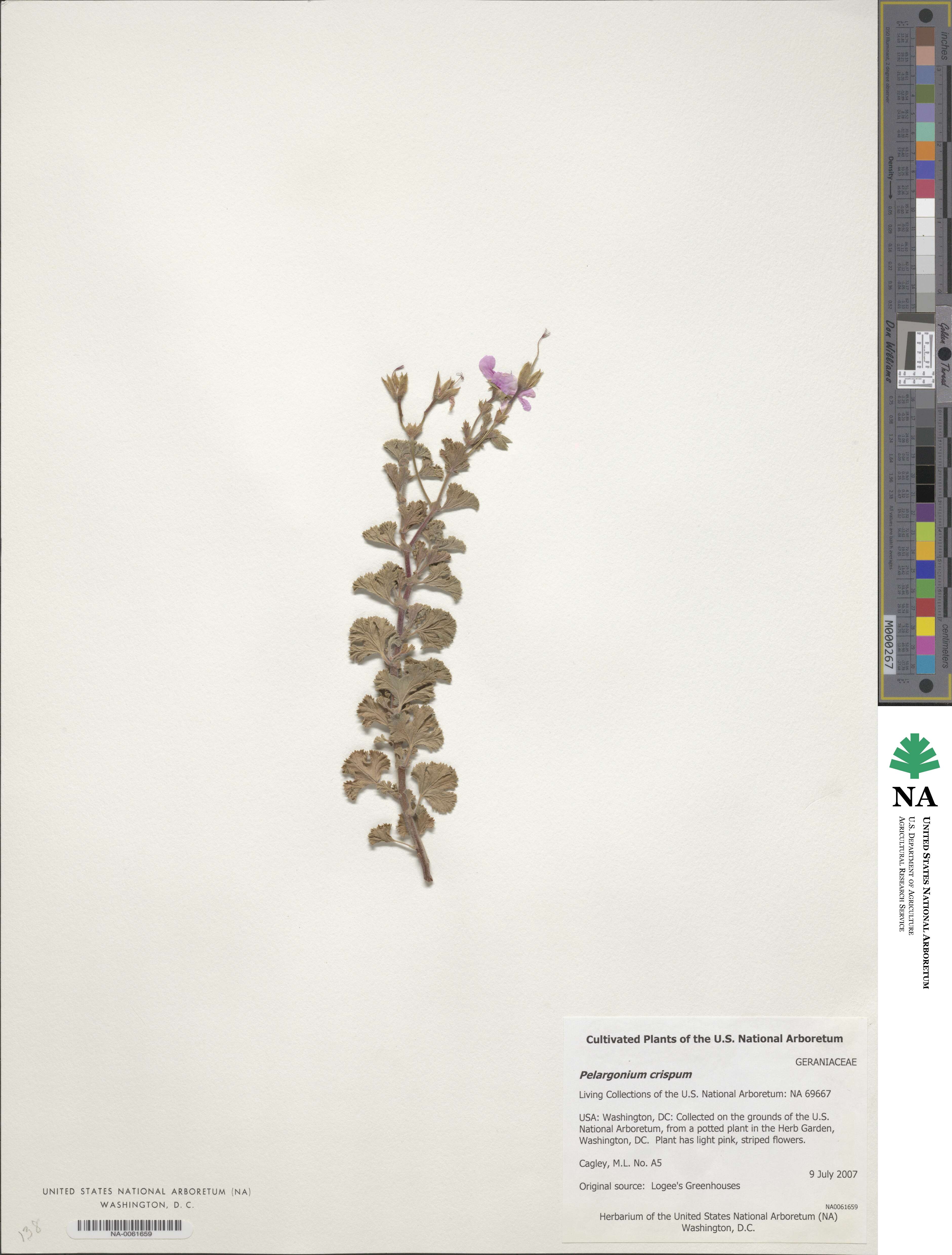 Pelargonium crispum image