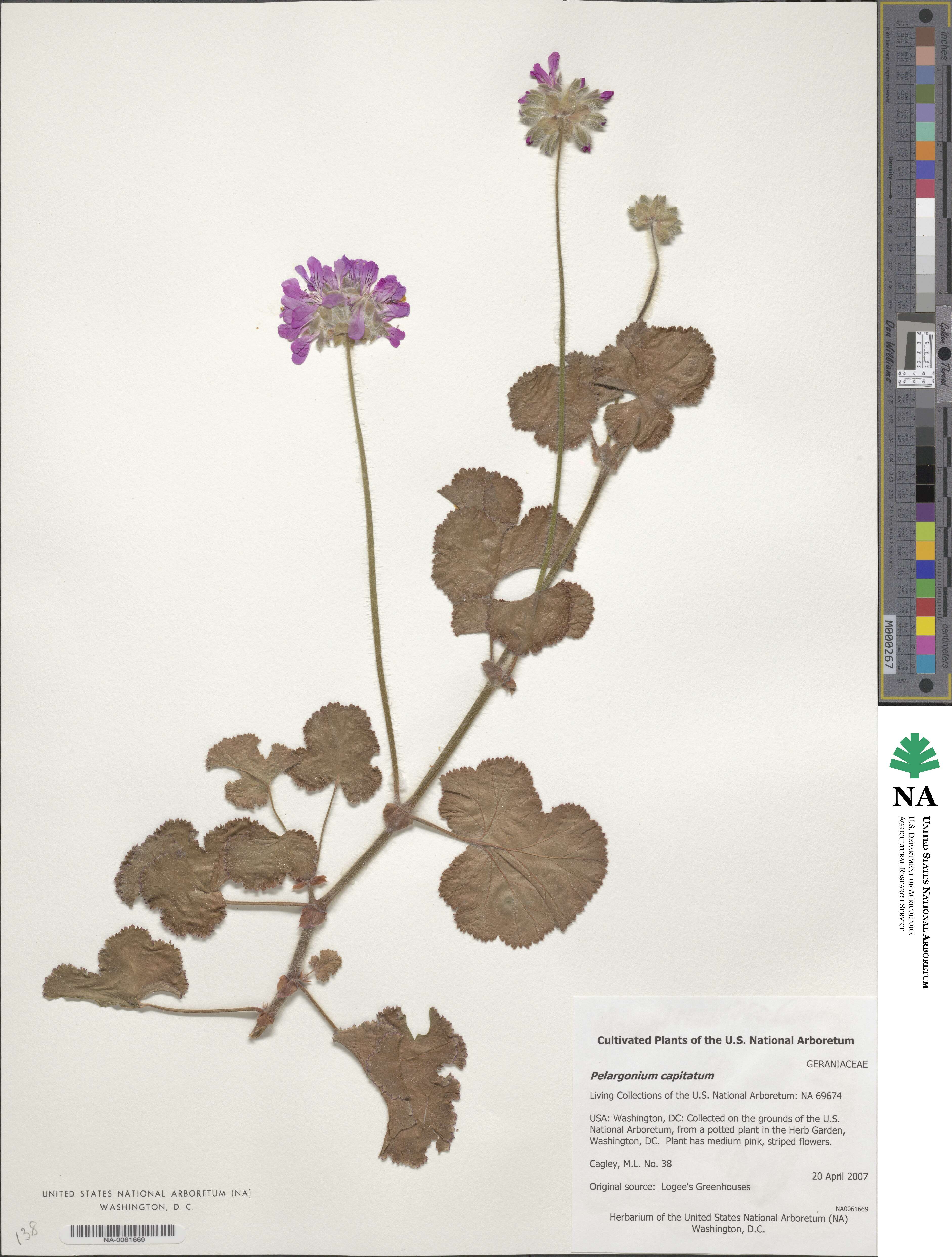 Pelargonium capitatum image