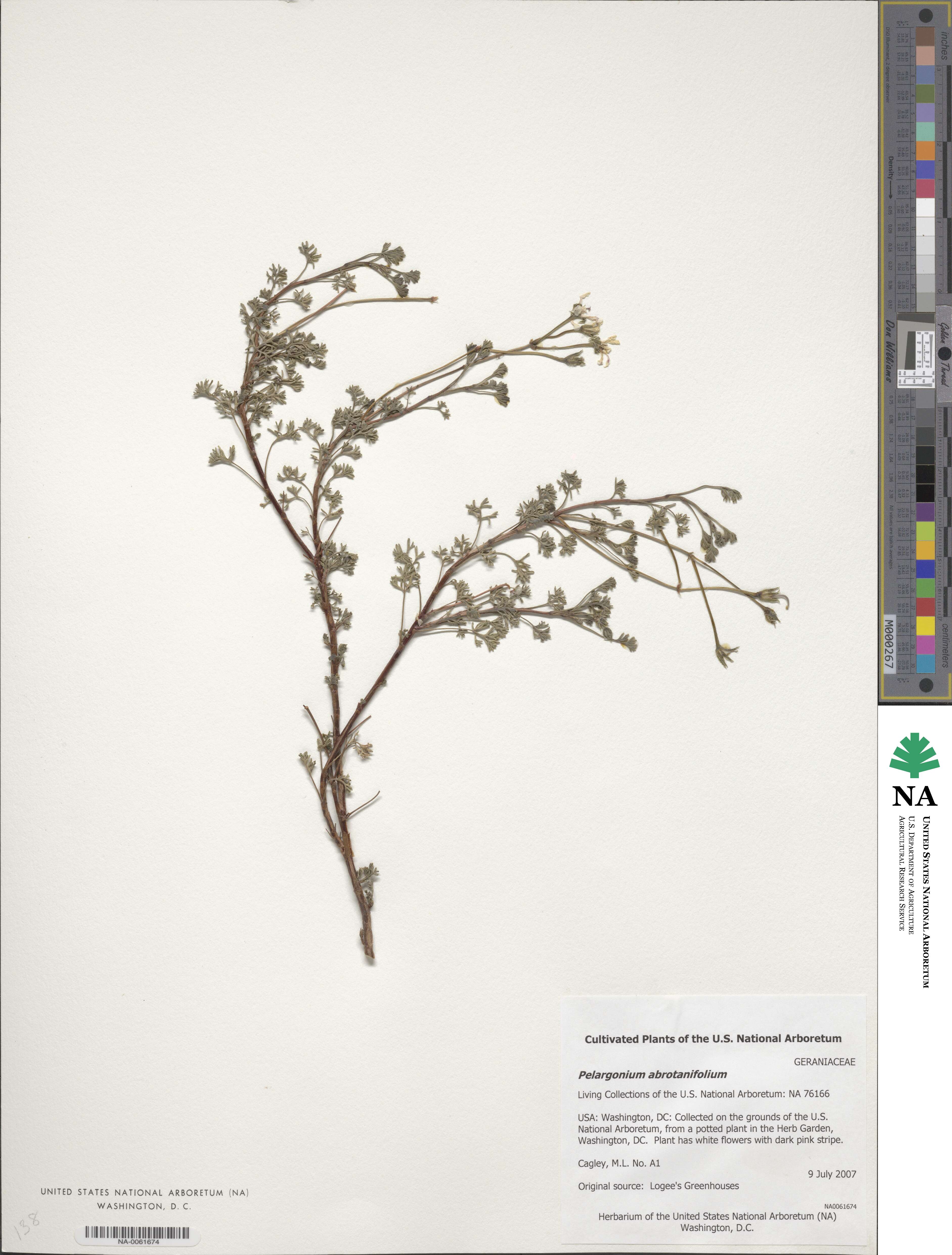 Pelargonium abrotanifolium image