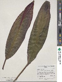 Image of Cordyline fruticosa