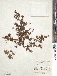 Begonia foliosa image