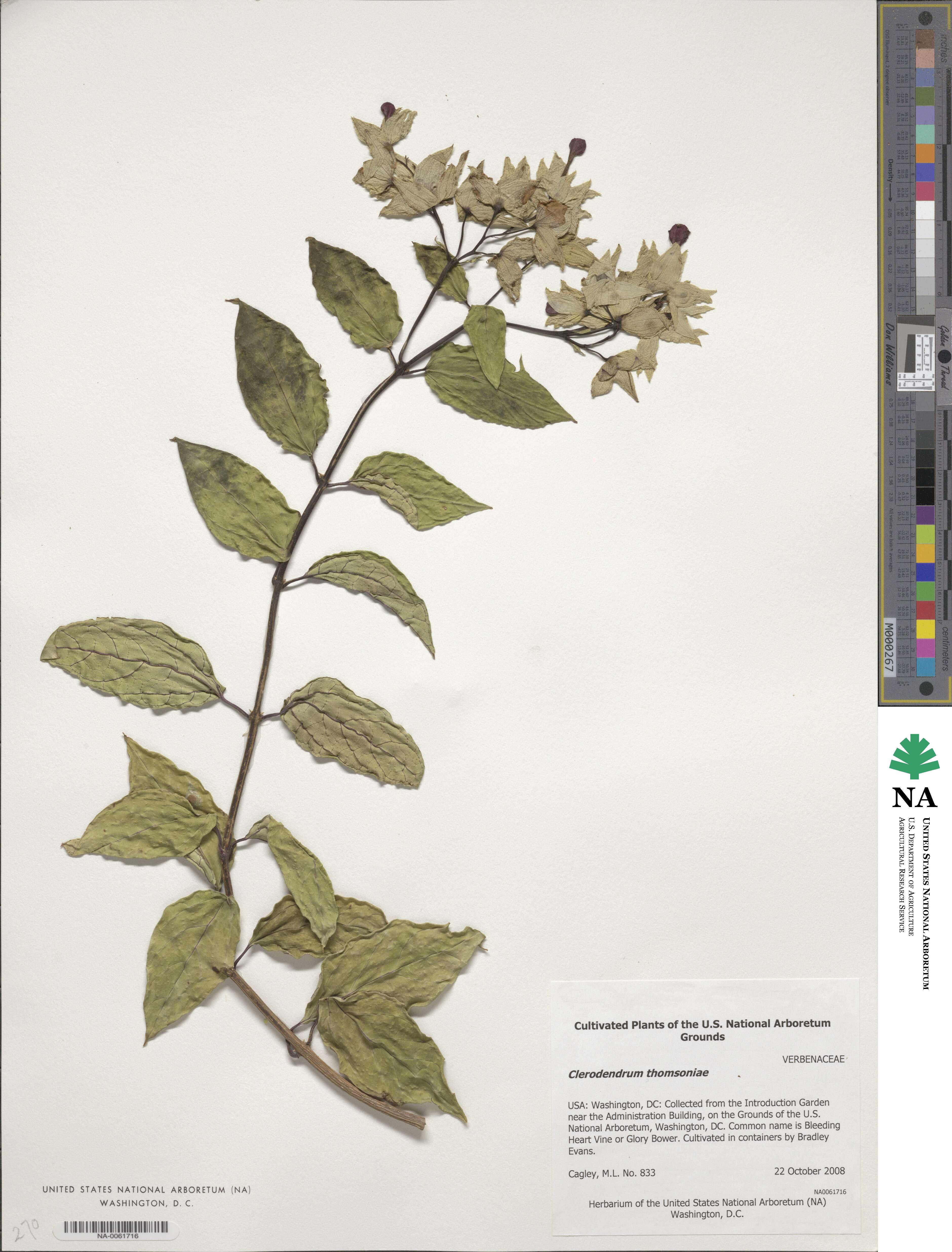 Clerodendrum thomsoniae image