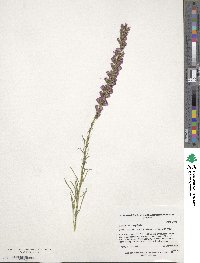 Liatris microcephala image