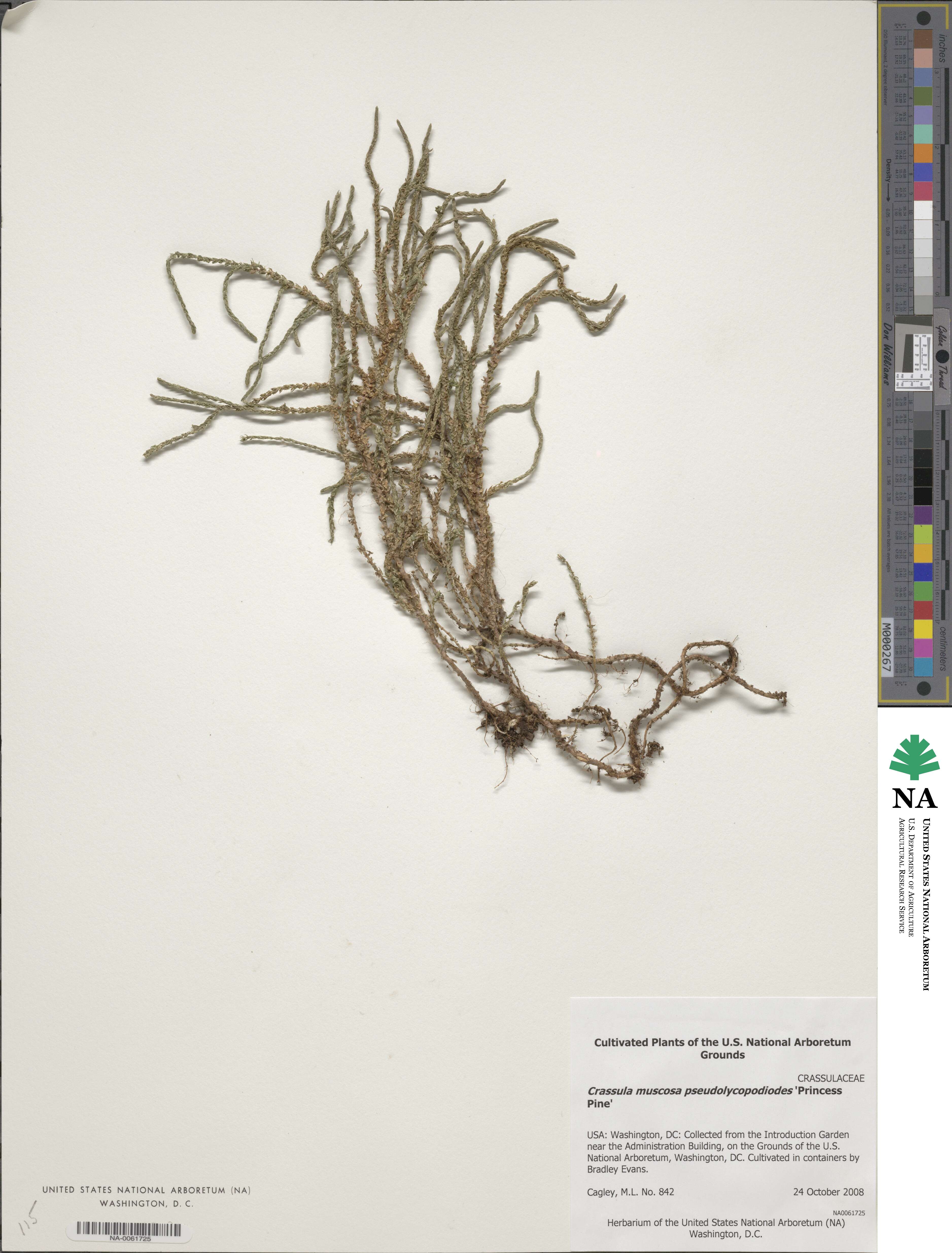 Crassula muscosa image
