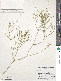 Image of Rhipsalis teres