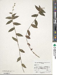 Callisia gentlei var. elegans image