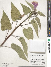 Ipomoea carnea subsp. fistulosa image