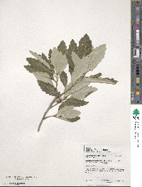 Quercus prinoides image